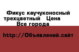 Фикус каучуконосный трехцветный › Цена ­ 500 - Все города  »    